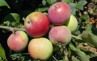 МАНТУАНСКОЕ