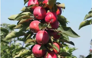 АЛЫЕ ПАРУСА