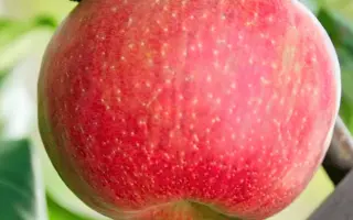 ХОНЕЙКРИСП