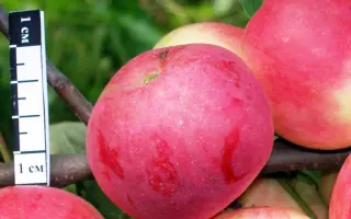 ТАТАНАКОВСКОЕ