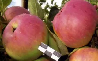 ДЕНЬ ПОБЕДЫ