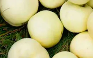 БЕЛОСНЕЖКА