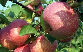 САМАРСКИЙ РУБИН