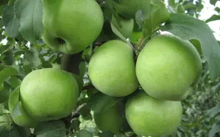 РЕНЕТ ПЛАТОНА