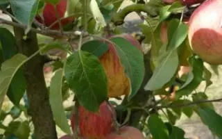 ДЕЛИШЕС МАРИИ