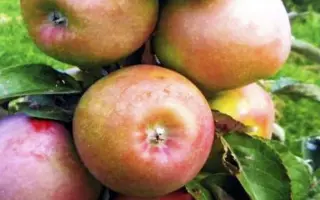 РУМЯНЫЙ АЛЬПИНИСТ