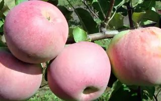 АКАДЕМИК КАЗАКОВ