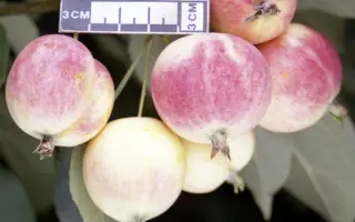 СОЛОВЬЕВСКОЕ