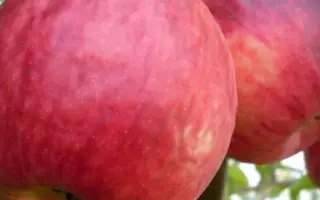 МИНИСТР КИСЕЛЕВ