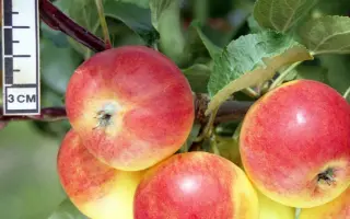 КОМАРОВСКОЕ