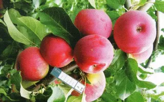 ПОКЛОН ШУКШИНУ