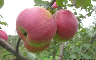 ТУРГЕНЕВСКОЕ