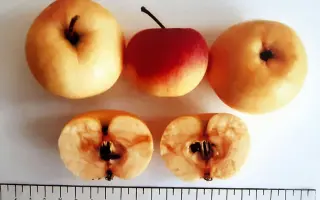 ЛЕТНЕЕ ДАГЕСТАНА