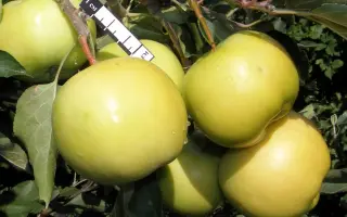 СВЕРДЛОВЧАНИН