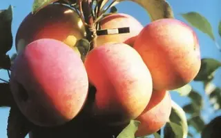 ПАМЯТЬ ИСАЕВА