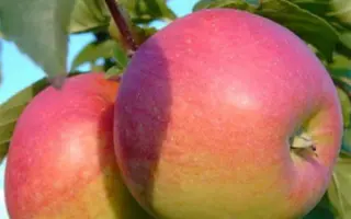 ПАМЯТЬ СЮБАРОВОЙ