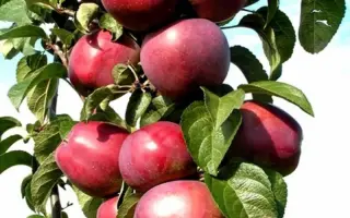 МОСКОВСКОЕ ОЖЕРЕЛЬЕ