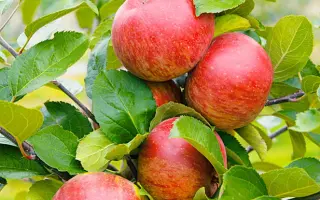 ЛЕТО КРАСНОЕ