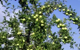 БЕЛОЕ СОЛНЦЕ