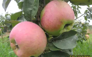 ОРЛОВСКИЙ ПАРТИЗАН