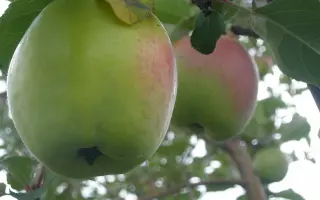 ХАКАССКИЙ СИНАП