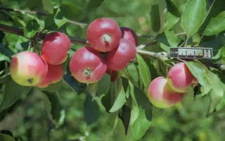 ДОКТОР КУНОВСКИЙ