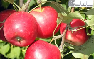 АЛТАЙСКАЯ КРАСАВИЦА