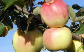 ГОРНЫЙ СИНАП