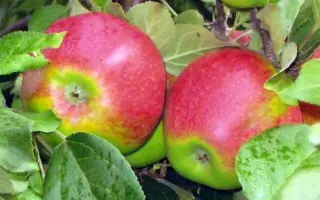 ОРЕНБУРГСКОЕ