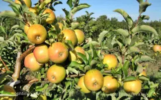 ЗОЛОТОЙ ПОТОК