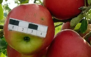 КРАСНЫЙ ДАР