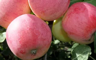 АРОМАТ УКТУСА