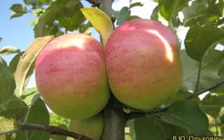 РАДОСТЬ НАДЕЖДЫ