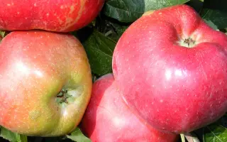 МАЯК СТАНИЧНЫЙ