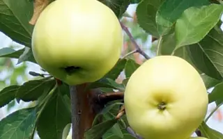 БЕЛОЕ ЛЕТНЕЕ