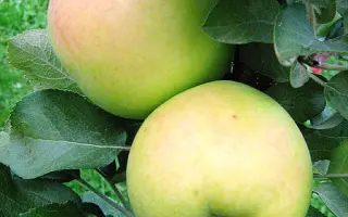 НАТАЛЬЮШКА