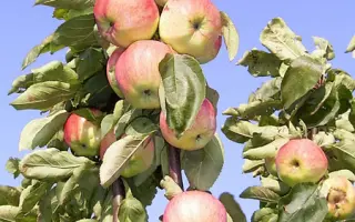 МИХАЙЛОВСКАЯ