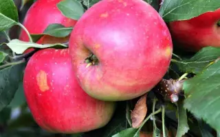 БЛАГАЯ ВЕСТЬ