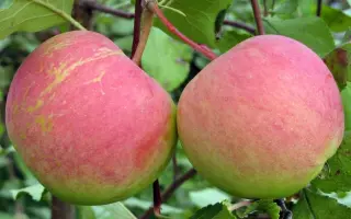 РОДНИКОВАЯ