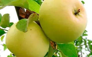 ИСЕТЬ БЕЛАЯ