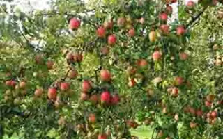 ТАТЬЯНИН ДЕНЬ