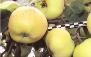 МАСЛОВСКОЕ