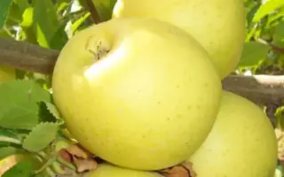 БРЯНСКОЕ ЗОЛОТИСТОЕ