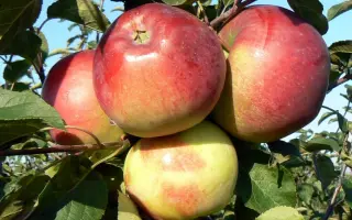 БЕЛОРУССКОЕ СЛАДКОЕ