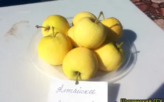 АЛТАЙСКОЕ ЯНТАРНОЕ