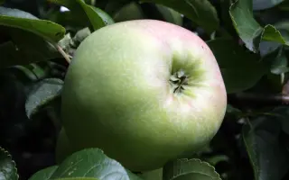 ЧАШНИКОВСКОЕ