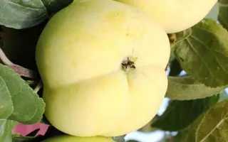 ПАПИРОЯНТАРНОЕ