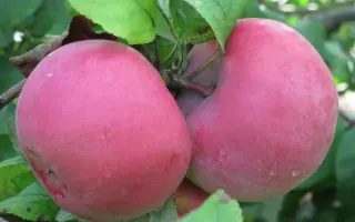 ПАМЯТИ ТИХОМИРОВА