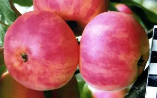 ЮБИЛЕЙНОЕ АЛИБЕКОВА