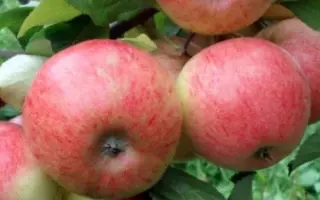 МАЯК ЗАГОРЬЯ